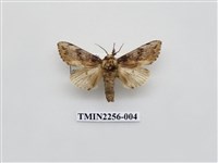 藏品(朴娜舟蛾)的圖片